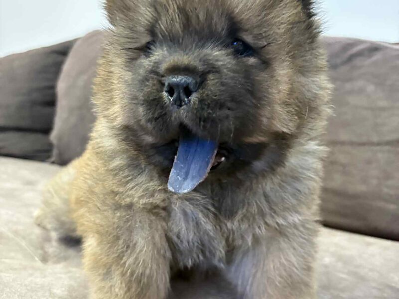 Čistokrvni CHOW-CHOW štenci