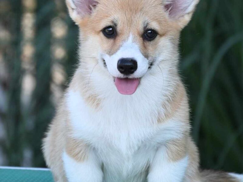 Velski korgi Welsh Corgi Pembroke