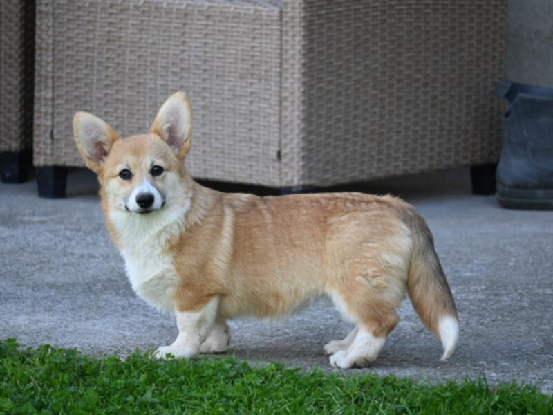 Velski korgi Welsh Corgi Pembroke