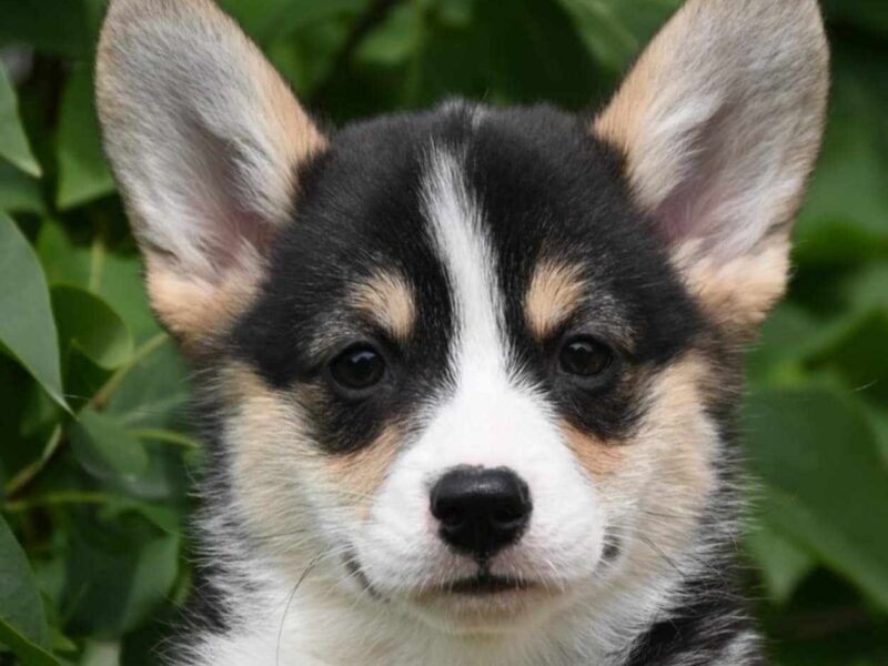 Velski korgi Welsh Corgi Pembroke