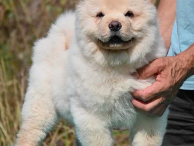 Chow Chow Cau Cau Čau Čau