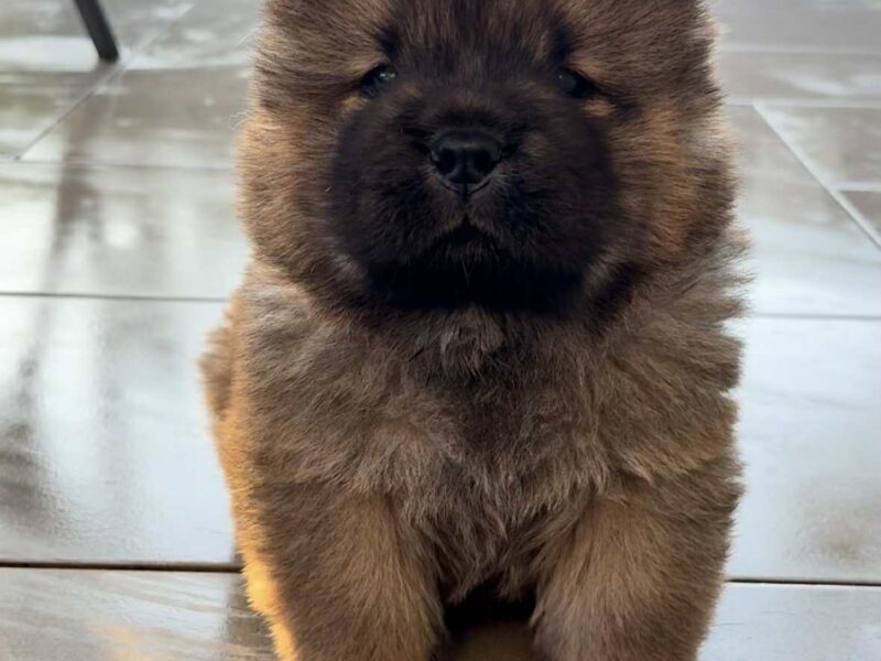 Čistokrvni CHOW-CHOW štenci