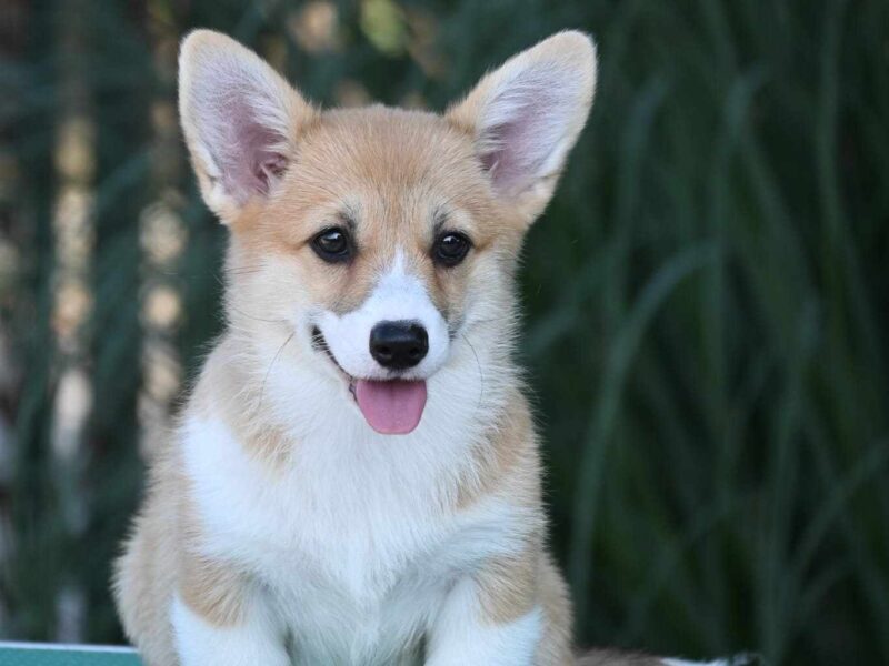 Velski korgi Welsh Corgi Pembroke