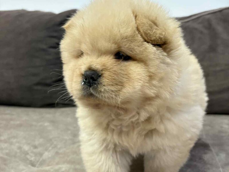 Čistokrvni CHOW-CHOW štenci