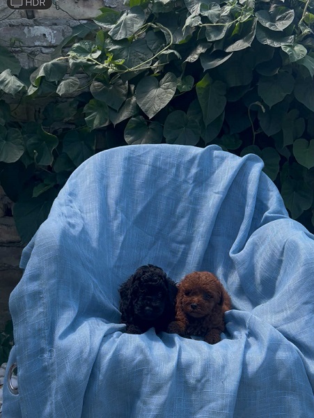 Toy pudle crvene, apricot i crne