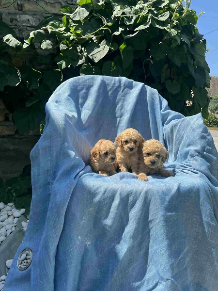 Toy pudle crvene, apricot i crne