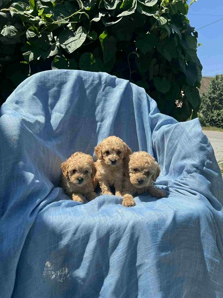 Toy pudle crvene, apricot i crne