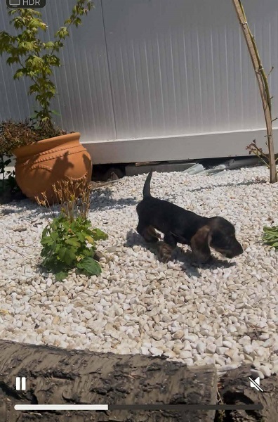 Jazavičar oštrodlaki, vrhunski štenci