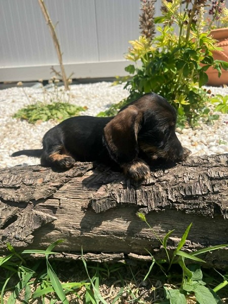 Jazavičar oštrodlaki, vrhunski štenci