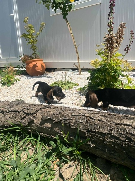 Jazavičar oštrodlaki, vrhunski štenci