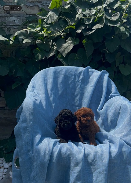 Toy pudle crvene, apricot i crne