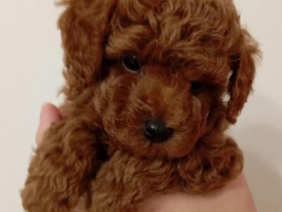 Štenci toy pudle crvene boje