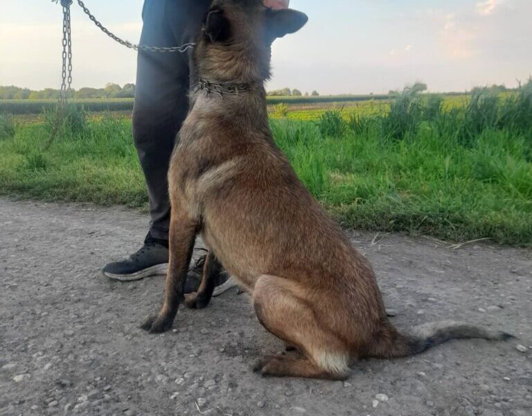 Belgijski ovcar Malinoa štenci