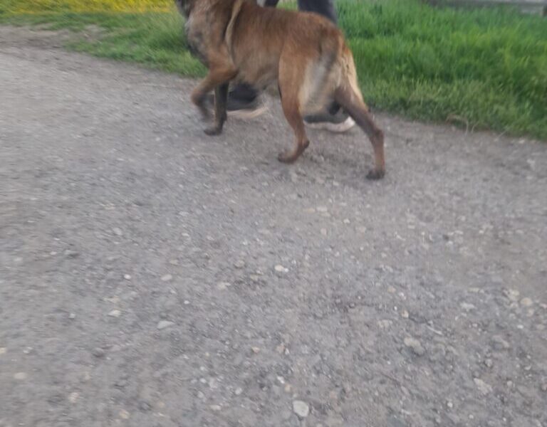 Belgijski ovcar Malinoa štenci