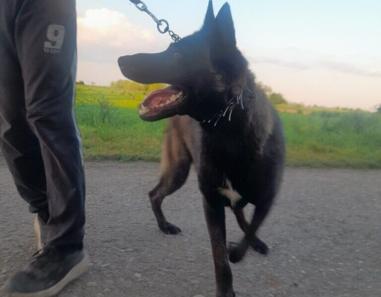 Belgijski ovcar Malinoa štenci