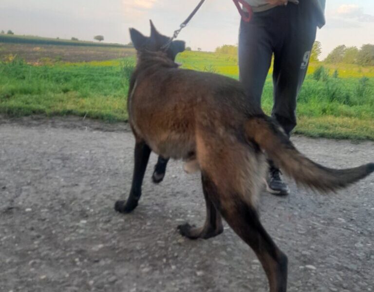 Belgijski ovcar Malinoa štenci