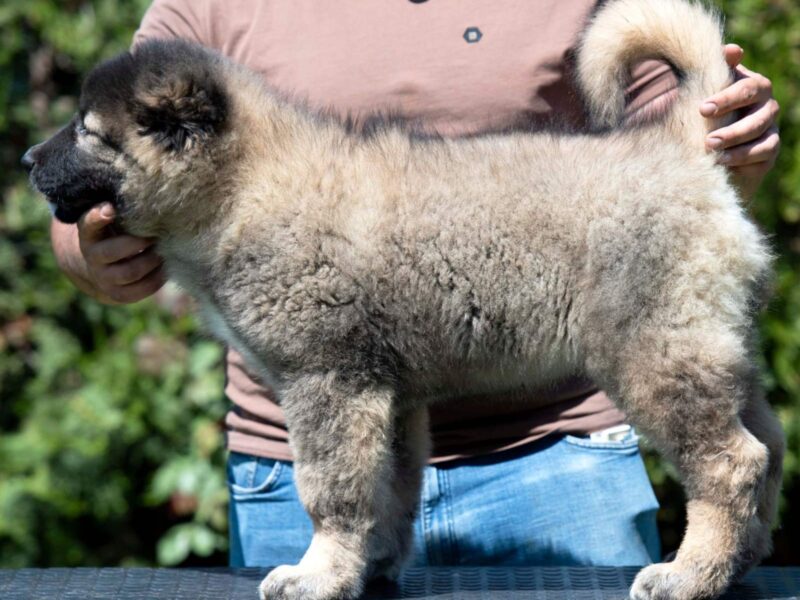 Kavkaski ovčar prelepi štenci