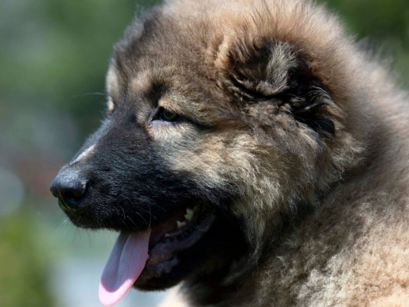 Kavkaski ovčar prelepi štenci