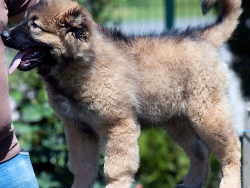 Kavkaski ovčar prelepi štenci