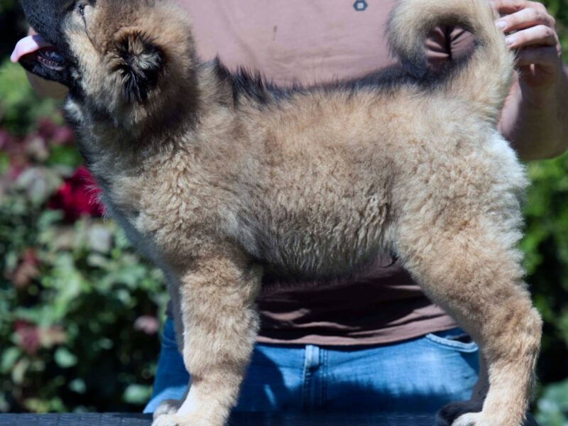 Kavkaski ovčar prelepi štenci