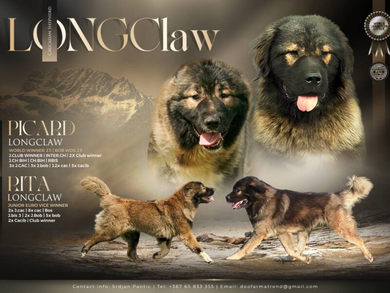 Kavkaski ovčar prelepi štenci