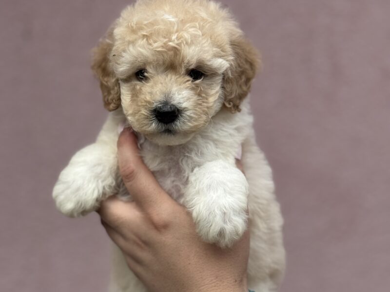 Patuljasta Aprikot Pudla štenci