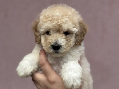 Patuljasta Aprikot Pudla štenci