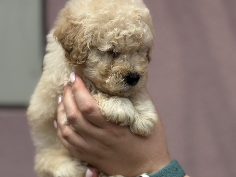Patuljasta Aprikot Pudla štenci