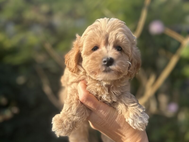 Maltipoo vrhunske genetike
