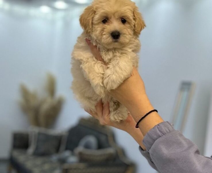 Maltipoo vrhunske genetike