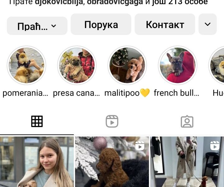 Maltipoo vrhunske genetike