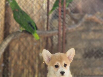 Velški Korgi Pembrok prelepi štenci