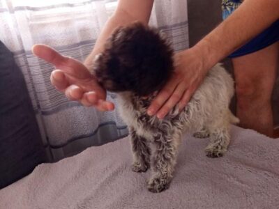 Lagoto Romanjolo stenci na prodaju