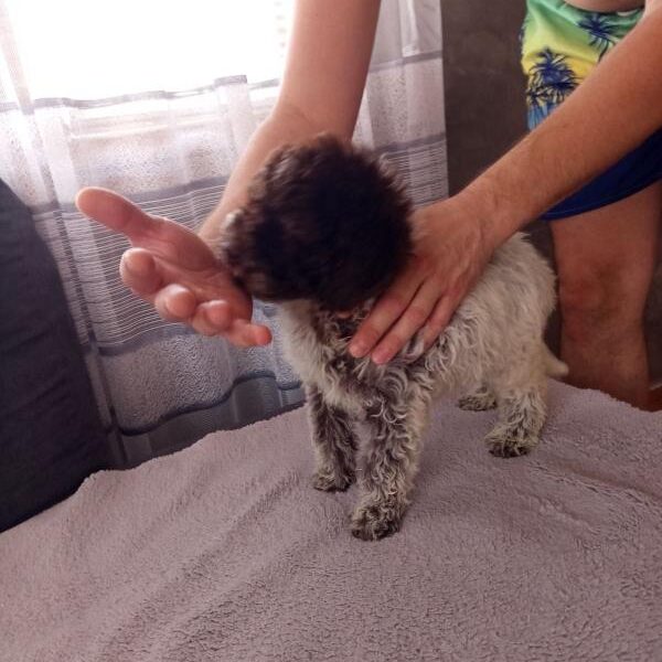 Lagoto Romanjolo stenci na prodaju