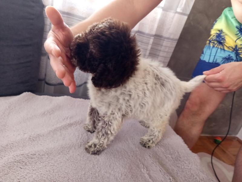 Lagoto Romanjolo stenci na prodaju