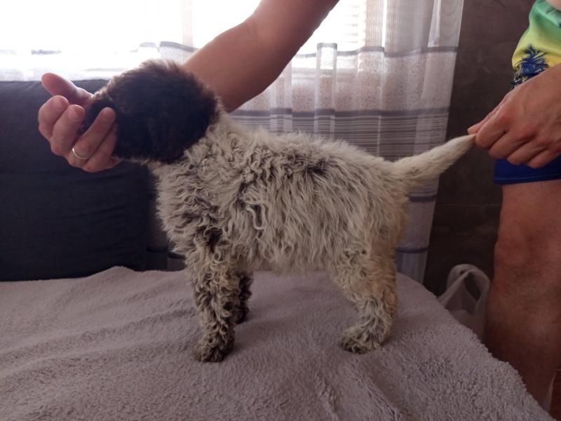 Lagoto Romanjolo stenci na prodaju