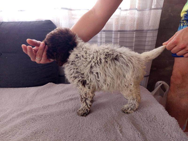 Lagoto Romanjolo stenci na prodaju