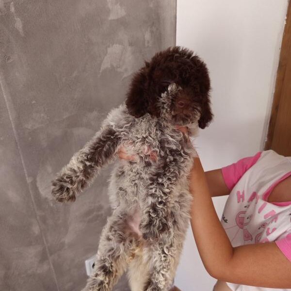 Lagoto Romanjolo stenci na prodaju