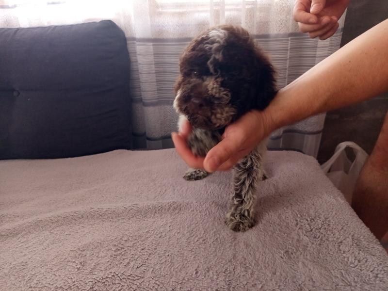 Lagoto Romanjolo stenci na prodaju