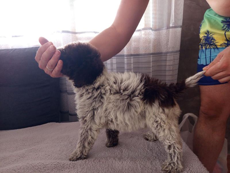 Lagoto Romanjolo stenci na prodaju