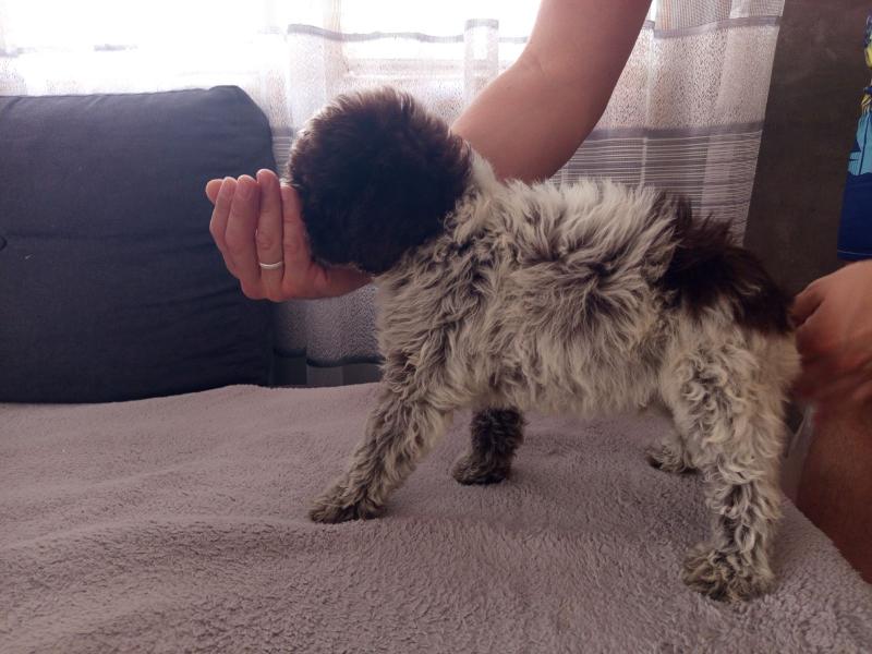 Lagoto Romanjolo stenci na prodaju