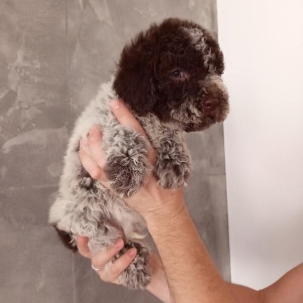 Lagoto Romanjolo stenci na prodaju