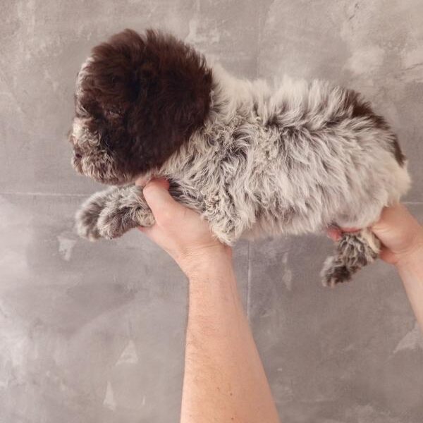 Lagoto Romanjolo stenci na prodaju