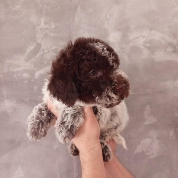 Lagoto Romanjolo stenci na prodaju