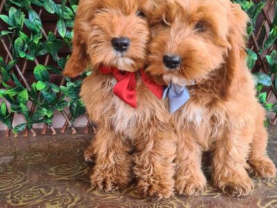 Labradoodle prelepi štenci