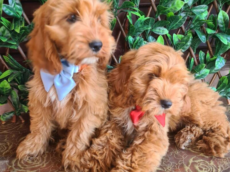 Labradoodle prelepi štenci