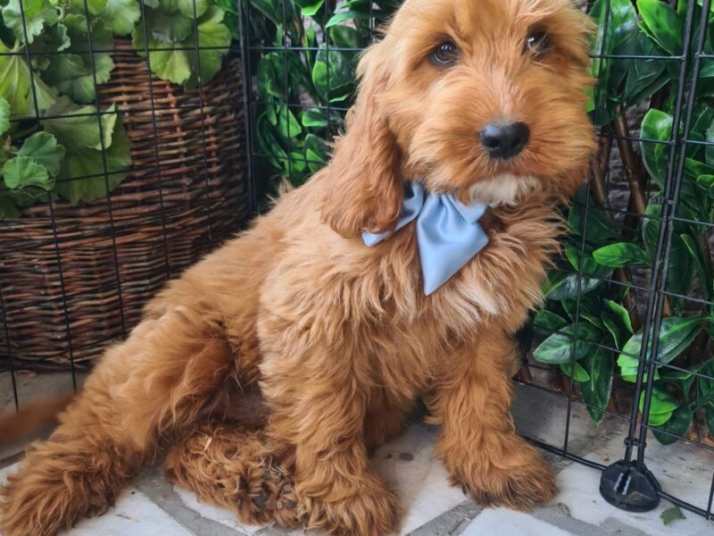 Labradoodle prelepi štenci