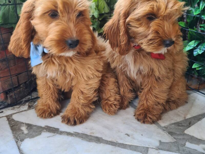 Labradoodle prelepi štenci