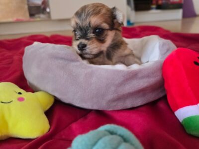 Havanski bišon štenci