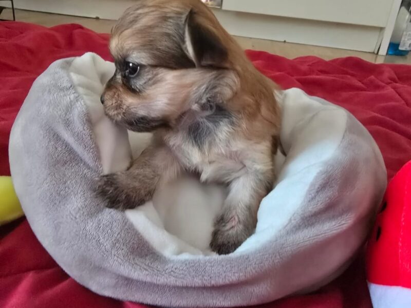 Havanski bišon štenci